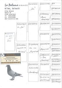 Udane zakupy gołębi u Włodzimierza Dajasa z hodowli  Bernharda Hillemeiera , Hupert Horst , Wilms Helmuth, Den Haese Rapheal XII 2016